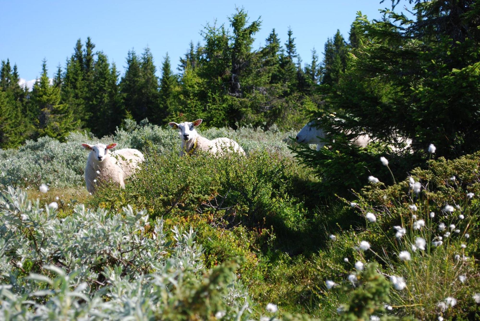 Nordseter Fjellpark, Hyttegrend المظهر الخارجي الصورة